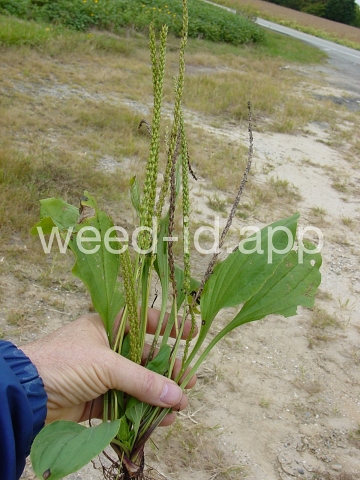 plantain, blackseed